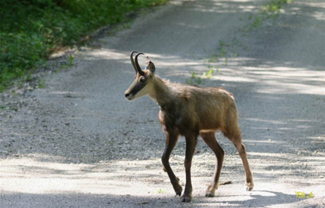 Chamois