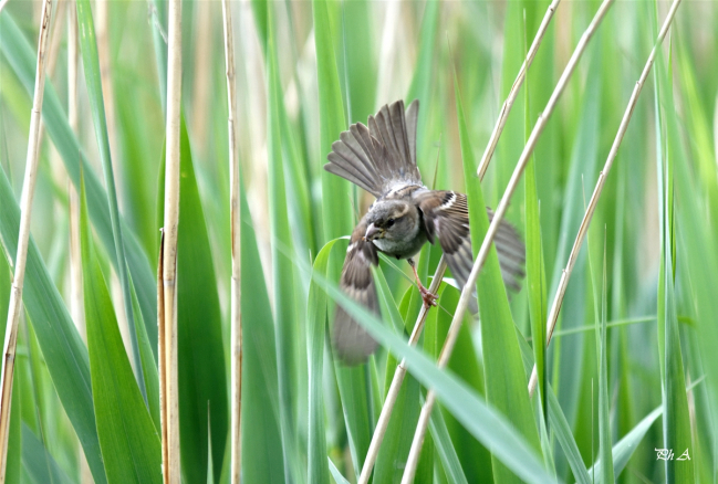 Moineau domestique Femelle