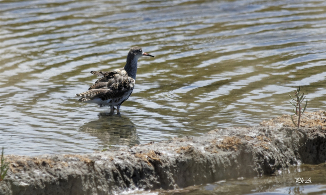 Combattant varié, en migration.