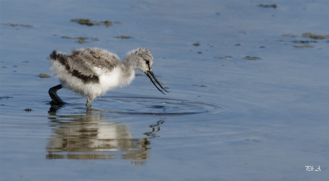 Avocette élégante......jeune