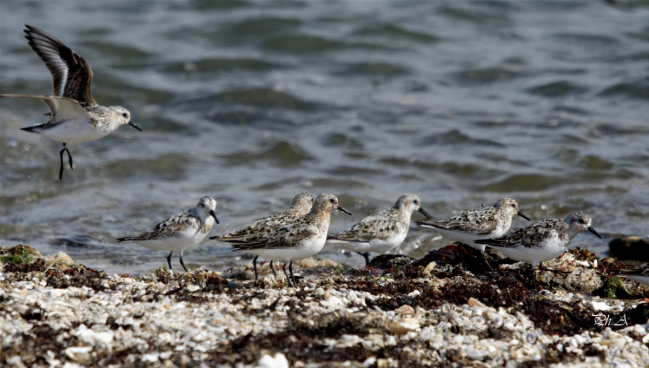Bécasseaux sanderling, de retour de migration.Leur plumage nuptial commence à disparaître.