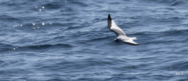 Mouette de Sabine