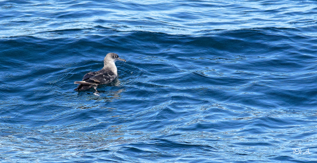 Puffin des Baléares