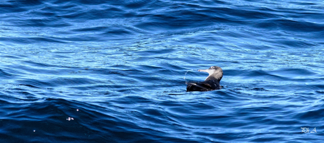 Puffin des Baléares