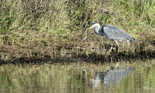 Héron cendré, pêche une anguille.