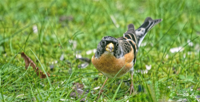 Pinson du Nord Male en plumage internuptial