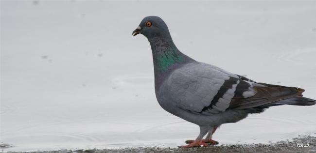 pigeon biset