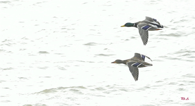 Canard colvert couple