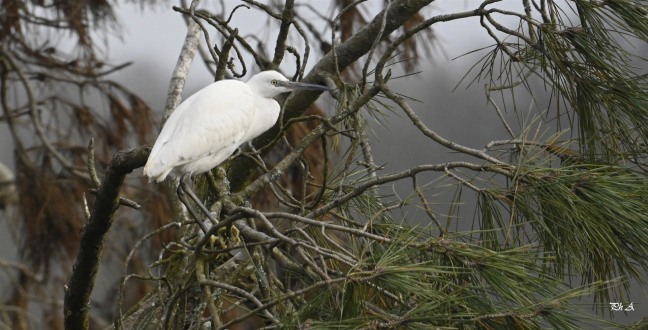 Aigrette garzette