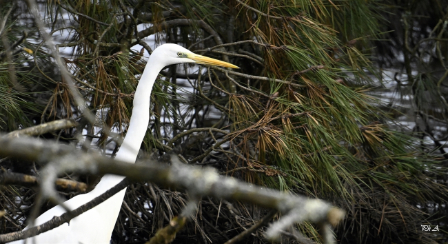 Grande aigrette