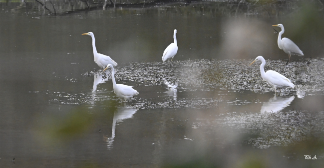 Grandes aigrette