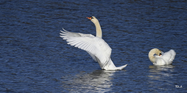 Cygnes tuberculé