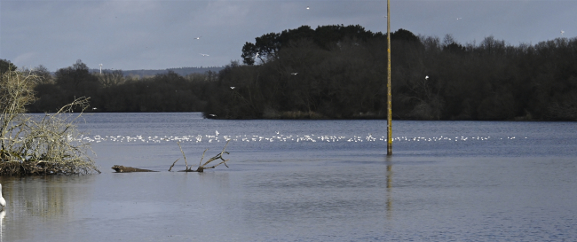 Mouettes rieuse