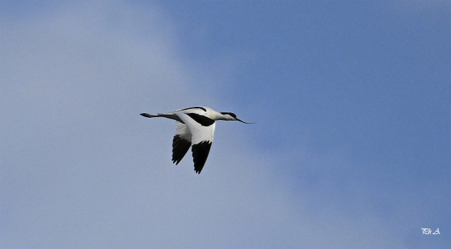 Avocette élégante