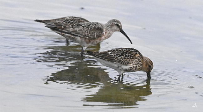 Bécasseau variable, et bécasseau cocorli