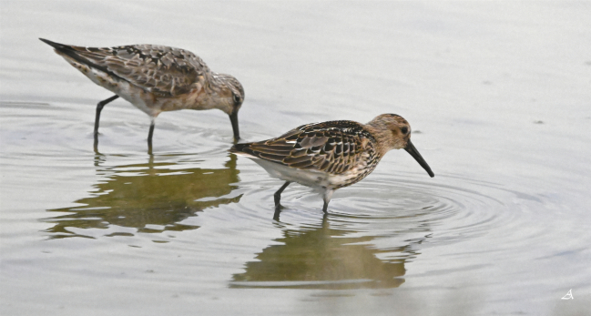 Bécasseau variable, et bécasseau cocorli