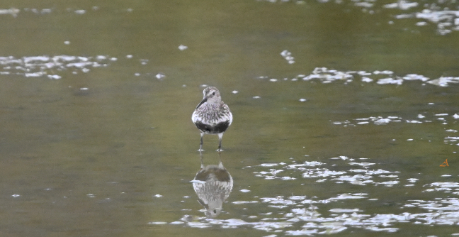 Bécasseau variable, encore en plumage nuptial