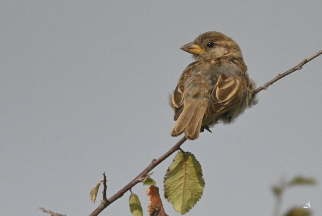 Moineau domestique