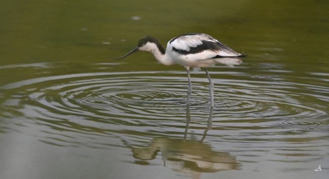 Avocette élégante  jeune