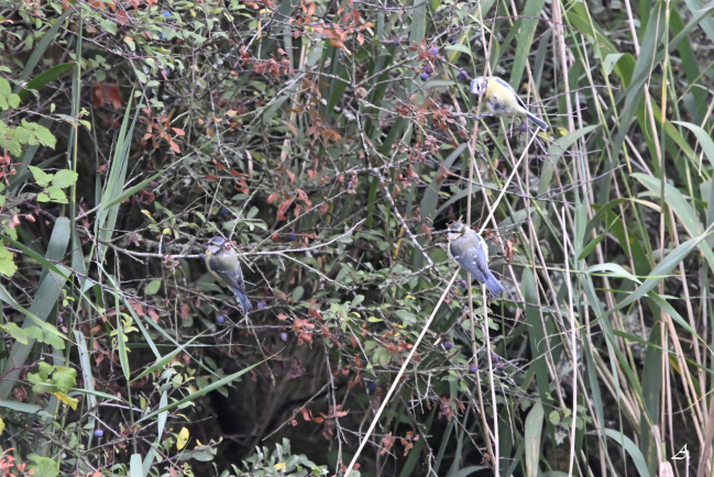 Mésanges bleue