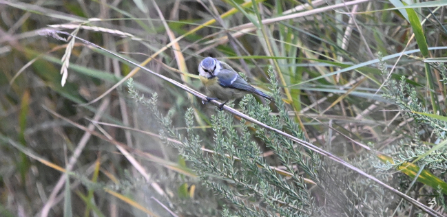 Mésange bleue