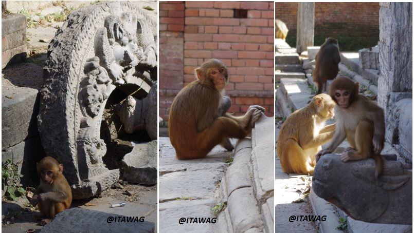 Katmandou - Pashupatinath - les singes du temple