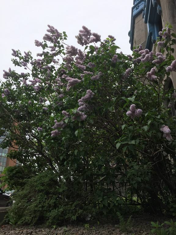 Lilas 1.jpg