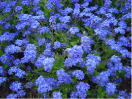 myosotis.png