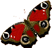 papillon-gif-005.gif