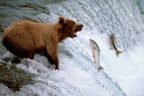 Ours en pêche