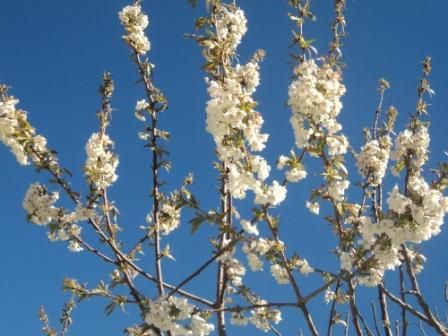 Cerisier en fleurs