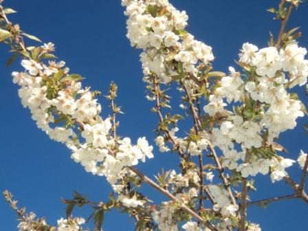 Cerisier en fleurs