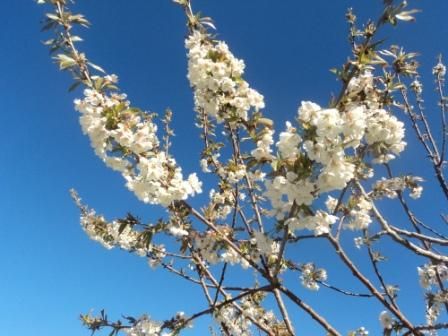 Cerisier en fleurs