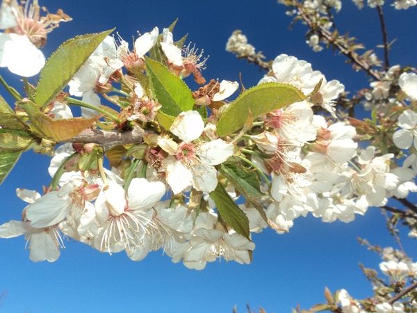 Cerisier en fleurs