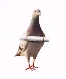 pigeonVoyageur.jpg