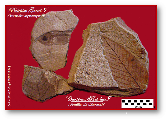 Fossiles de feuilles etde prolebias découvert à Valjouze 15 inventaire et photos Guy PEGERE.png
