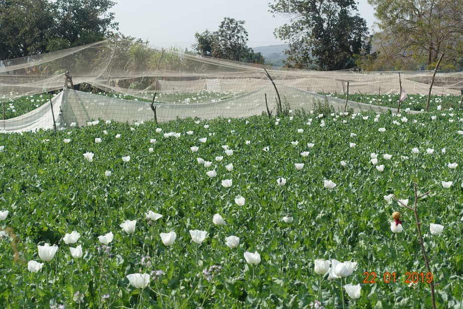 C'est de l'opium. Les producteurs ont une licence délivrée par le gouvernement qui détermine le lieu et la surface du lot. Un quart de la production revient au gouvernement.