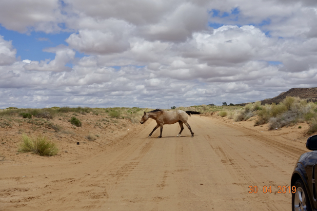 En territoire Navajo, ce cheval sauvage nous coupe la route. Bon, on s'était perdus...