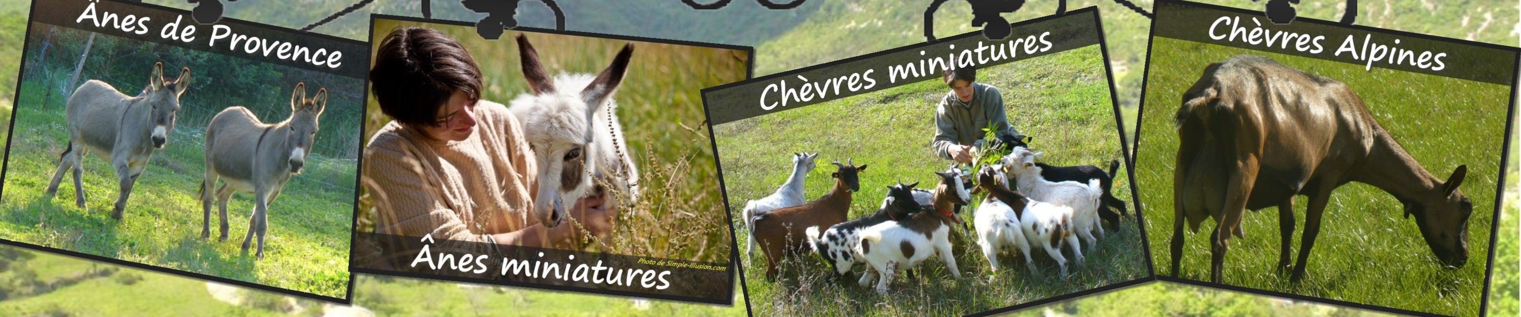 www.ferme-des-tourelles.net    ~   Pastoralisme minichèvres 2016