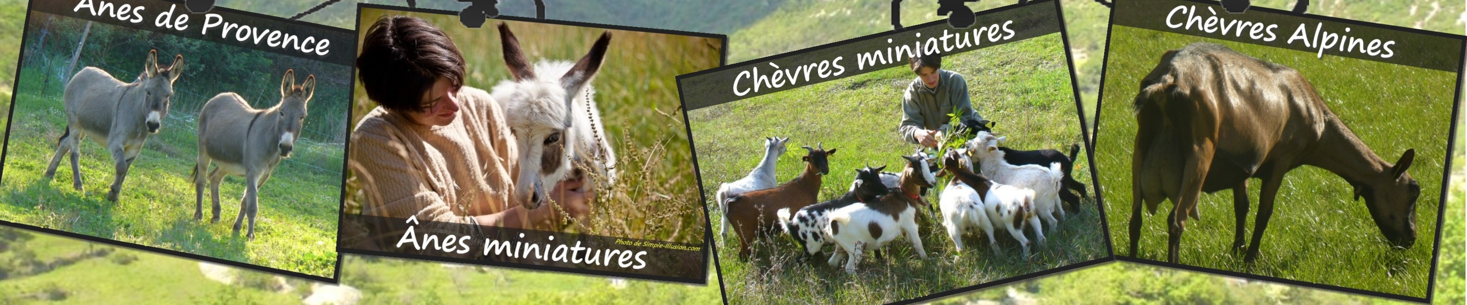 www.ferme-des-tourelles.net - Fin pastoralisme minichèvres 2016