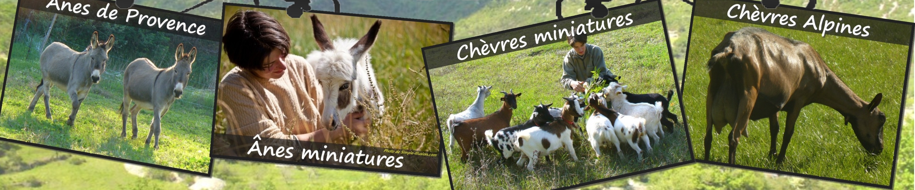 www.ferme-des-tourelles.net - Pastoralisme minichèvres 2017