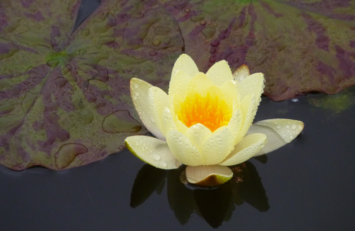 P1130765red.jpg