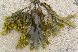 Fucus spiralis | DORIS