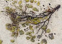 Talitrus saltator — Wikipédia