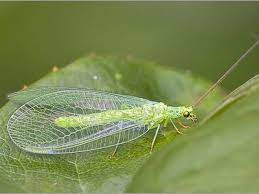 CHRYSOPE aux yeux d'or 8 bandelettes - Lutte biologique et protection