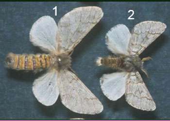 chenille processionnaire-Papillon male et femelle