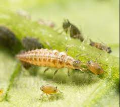 Chrysope larve
