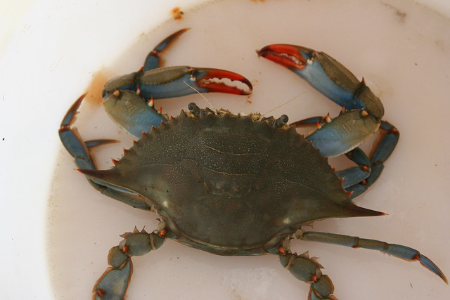 Crabe bleu femelle