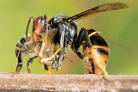 Frelonattaquant une abeille