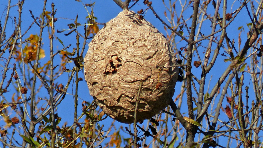 nid-de-frelon asiatique
